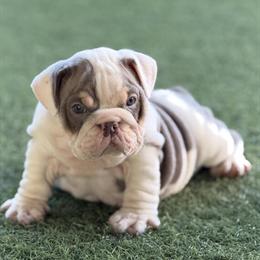 English Bulldog Female - 6 Weeks Old in Orlando, fl