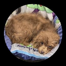 Female Yorkipoo Available in Knox, pa