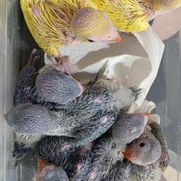 Baby Indian Ringnecks for Experienced Handfeeders in Compton, ca