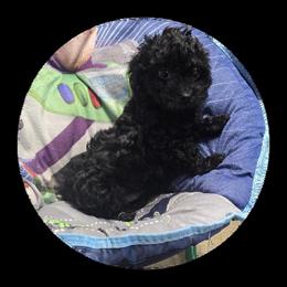Black Poodle Puppy - Pepper in Knox, pa