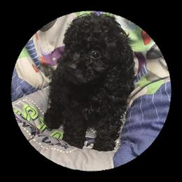 Poodle Puppy Shadow Available in Knox, pa