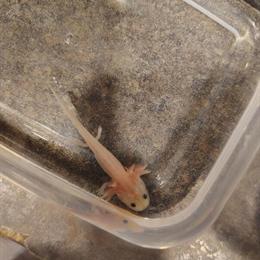Axolotls Available Soon in Summerville, ga
