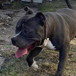 3 Year Old Male Blue American Bully Available for Adoption in Minneapolis, mn