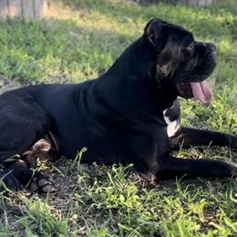 Cane Corso Stud Available for Breeding in Atlanta, ga