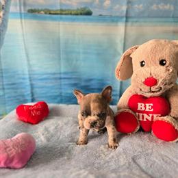 AKC French Bulldog Puppies Available in Atlanta, ga