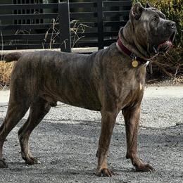 Cane Corso Stud Available - Proven Male with Great Temperament in Atlanta, ga
