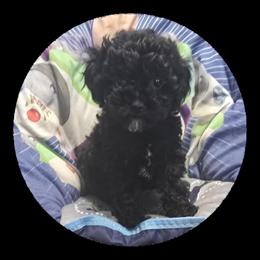 Poodle Puppy Beauty for Adoption in Knox, pa