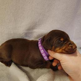 Red Female AKC Doberman Puppies Available in Summerville, ga