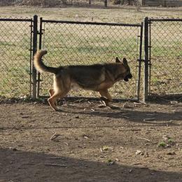German Shepherd puppies - 2 females available in Lenoir, nc