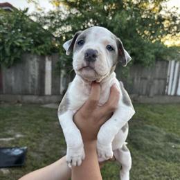 American Bully Puppies Available for Rehoming in Salinas, ca