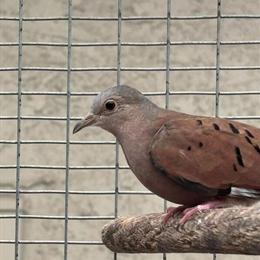 Ruddy Ground Doves for Sale in Temecula, ca