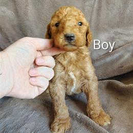 AKC Standard Poodles Available in Summerville, ga