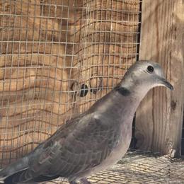 Dove Pair and Extra Male Available in Temecula, ca