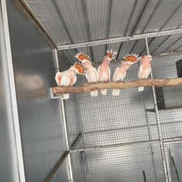 Major Mitchell Cockatoos for Sale in Hemet, ca