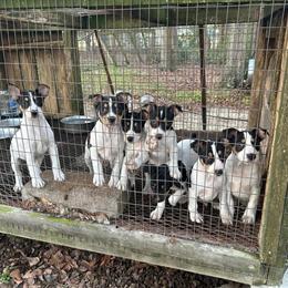 Rat Terrier Puppies from Decker Bloodline in Albany, ga
