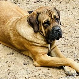 English Mastiff - 3 Years Old, Male and Female Available in Sparta, nc