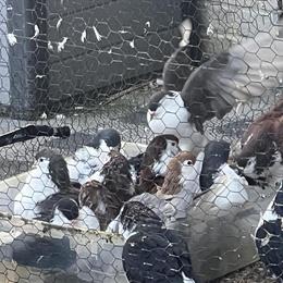 Lahore Pigeons for Sale in Winchester, va