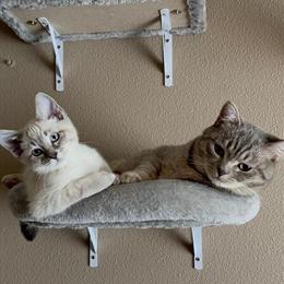 Bonded Indoor Pair of British Shorthair and Siamese Mix Cats in Portland, or