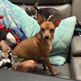 Chorkie Milo - Sweet Male, Neutered, Needs Loving Home in Grand Rapids, mi