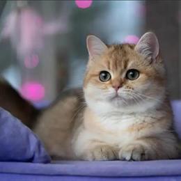 Male British Shorthair Kitten in Golden Shaded Color in Massillon, oh