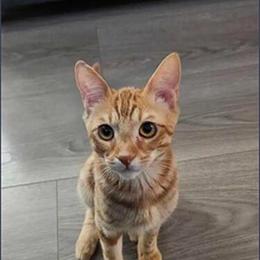 Bengal male kitten available for rehoming in Massillon, oh