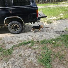Beagle Hunting Dogs for Sale in Fayetteville, nc