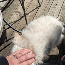 Full Blood American Eskimo Dog, 7 Years Old, Neutered in Reed City, mi