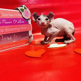 Tortie Kitten Ready for Adoption in Indianapolis, in