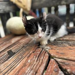 Rare Dwelf Sphynx Male Kitten in Southern Indiana in Indianapolis, in