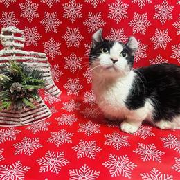 Sphynx Kitten - Ready for Adoption with Vaccinations in Indianapolis, in