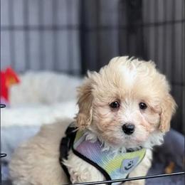 Cavapoo puppy named Baron needs a new home in Sardinia, oh