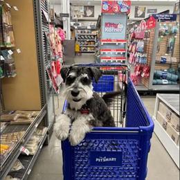 Male Miniature Schnauzer Puppy Available for Loving Home in Sardinia, oh