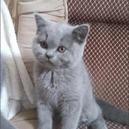Scottish Straight Blue Shorthair Kitten Ready for a New Home in Sterling Heights, mi
