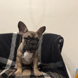 AKC French Bulldog Puppies Available in Somerset, ky