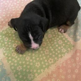 Beautiful Tri Bull Terriers for Sale in Cleveland, oh