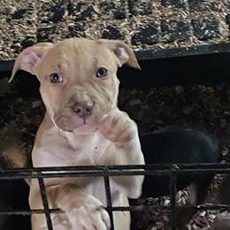 Tri-Colored Bullies Ready for New Home in Cleveland, oh
