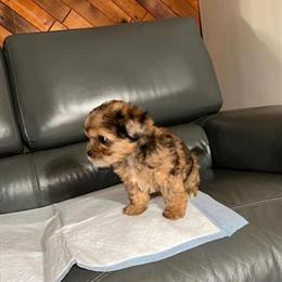 Male Yorkshire Terrier Puppy Available in Northville, mi