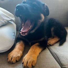 Trained Female German Shepherd Available in Northville, mi