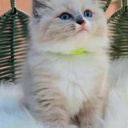 Registered Male Ragdoll Kitten for Adoption in Belleville, mi