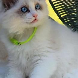 Registered Female Ragdoll Kitten Available in Belleville, mi