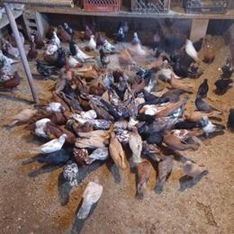 Tippler Highfliers Pigeons for Sale in Clarks Summit, pa