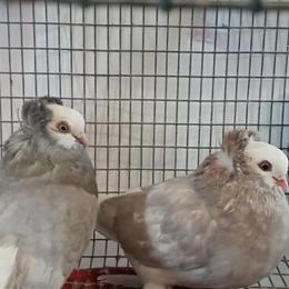 Baldhead Tumblers and Tipplers from Sal's Pigeon Farm in Clarks Summit, pa