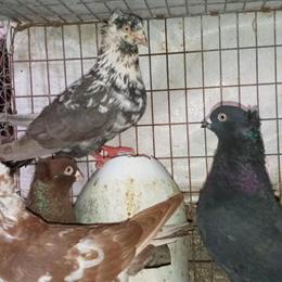 Pigeons for Sale - High Flyers and Tipplers in Clarks Summit, pa