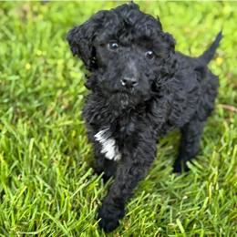 Black Female Cockapoo Puppy Ready for a New Home in Willoughby, oh