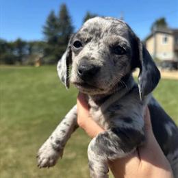 Dapple Miniature Dachshund Ready for New Family in Willoughby, oh