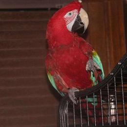 Green Wing Macaw, 2 years old, needs a new home in Chesaning, mi