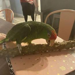 Mexican Red Crowned Amazon Parrot for Adoption in Chesaning, mi