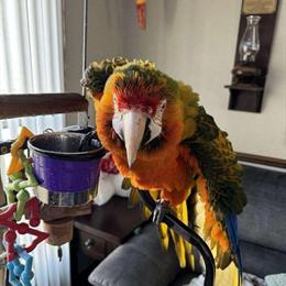 Male Catalina Macaw - 3 Years Old, Sweet and Talkative in Hamilton, oh
