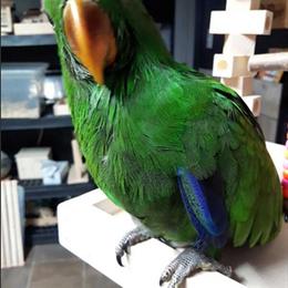 Eclectus Parrot - Friendly and Hand Fed in Hamilton, oh