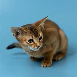 4 Month Old Female Abyssinian Kitten Looking for a Loving Home in Toledo, oh